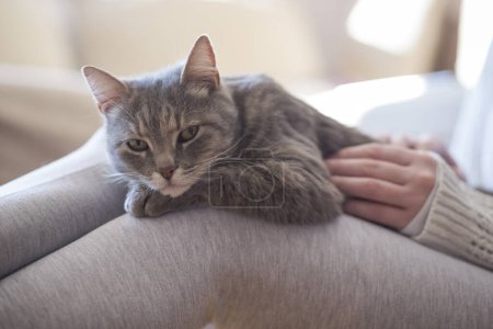 Furry tabby cat lying on its owner's lap, enjoying being cuddled and purring. Selective focus