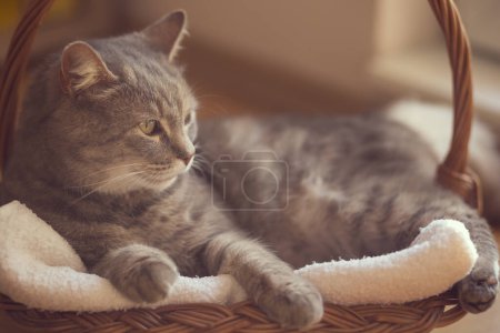Foto de Hermoso gato tabby acostado en una canasta en su manta junto a una ventana de la sala de estar. Enfoque selectivo - Imagen libre de derechos