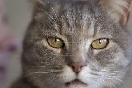 Téléchargez les photos : Portrait d'un mignon chat tabby. Focus sur l "œil droit - en image libre de droit