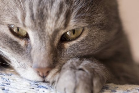 Téléchargez les photos : Détail d'un beau chat doux tabby couché sur l'épaule de son propriétaire et ronronnant. Concentration sélective - en image libre de droit