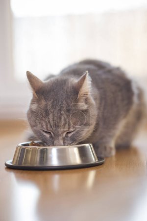 Foto de Hermoso gato tabby sentado junto a un tazón de comida, colocado en el suelo junto a la ventana de la sala de estar, y comiendo. Enfoque selectivo - Imagen libre de derechos