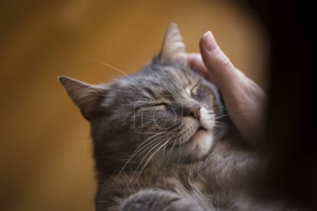 Foto de Gato peludo tabby acostado en el regazo de su dueño, disfrutando de ser abrazado y ronroneando. Concéntrate en la nariz del gato, enfoque selectivo - Imagen libre de derechos