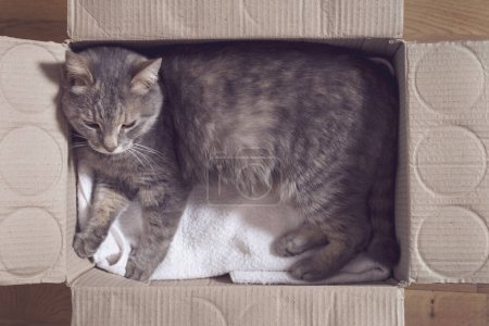 Téléchargez les photos : Vue de dessus d'un beau chat tabby couché sur une couverture dans une boîte en carton - en image libre de droit