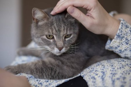 Téléchargez les photos : Beau chat tabby étant tenu et câliné par son propriétaire, appréciant et ronronnant. Concentration sélective - en image libre de droit