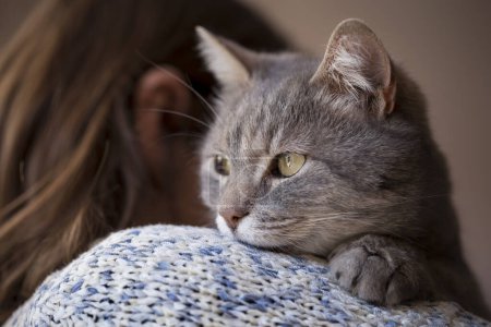 Téléchargez les photos : Détail d'un beau chat doux tabby couché sur l'épaule de son propriétaire et ronronnant. Concentration sélective - en image libre de droit