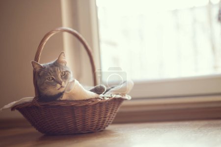 Foto de Hermoso gato tabby acostado en una canasta en su manta junto a una ventana de la sala de estar - Imagen libre de derechos