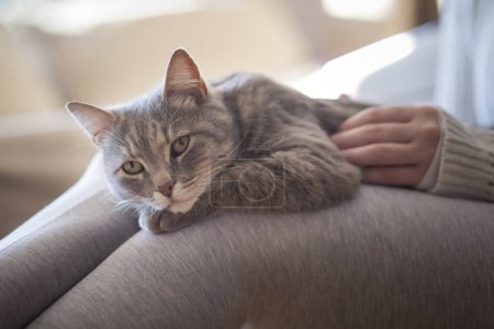 Téléchargez les photos : Chat poilu allongé sur les genoux de son propriétaire, jouissant d'être câliné et ronronnant. Concentration sélective - en image libre de droit