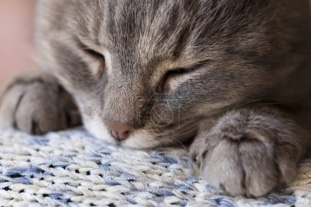 Téléchargez les photos : Détail d'un beau chat doux tabby couché sur l'épaule de son propriétaire et ronronnant - en image libre de droit