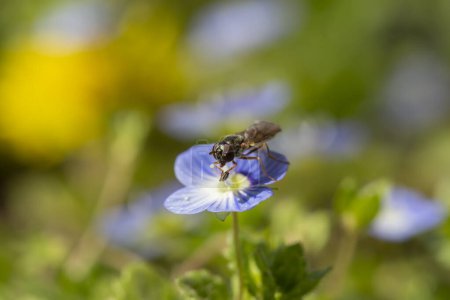 Foto de Detalle macro de una mosca voladora polinizadora de la familia Syrphidae que se alimenta con polen de las flores del prado de primavera o Veronica officinalis - Imagen libre de derechos