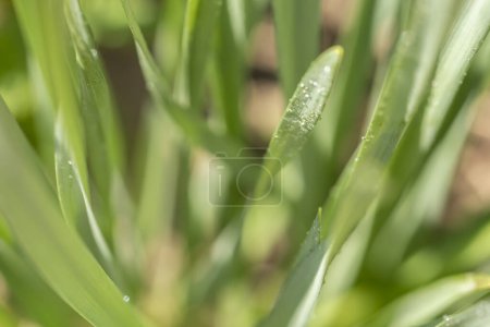 Photo for Dewy hyacinth leaves with blurry background and copy space - Royalty Free Image