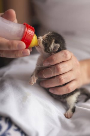 Foto de Animal refugio empleado embotellamiento-alimentación un recién nacido huérfano gatito con bebé gato formla - Imagen libre de derechos