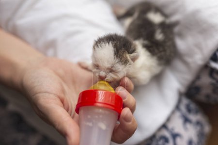 Foto de Mujer sosteniendo un gatito recién nacido huérfano, alimentándolo con leche de fórmula de gato bebé - Imagen libre de derechos