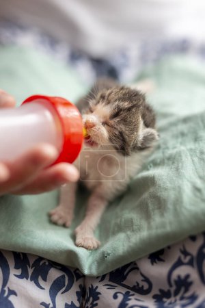 Photo for Female hands holding an orphan newborn kittlen, bottle-feeding it with baby cat formula - Royalty Free Image