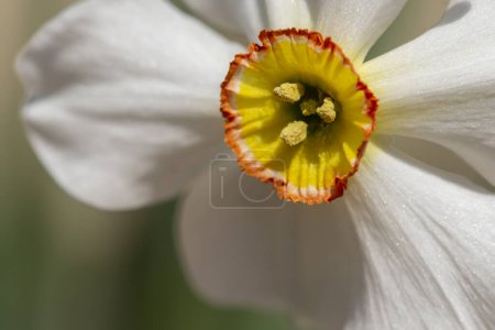 Foto de Primer plano de la hermosa flor de Narcissus poeticus; detalle de la flor de narciso con espacio de copia - Imagen libre de derechos