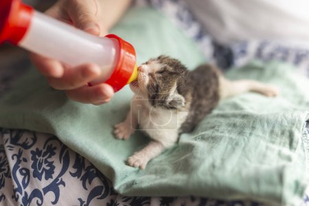 Foto de Manos femeninas sosteniendo un gatito recién nacido huérfano, alimentándolo con leche de fórmula de gato bebé - Imagen libre de derechos