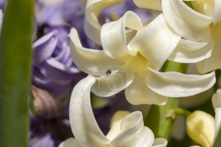 Téléchargez les photos : Détail de belles fleurs de jacinthe fraîches blanches et violettes poussant dans un jardin - en image libre de droit