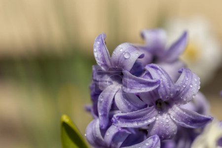 Téléchargez les photos : Détail de belles fleurs fraîches de jacinthe violette ensoleillée poussant dans un jardin - en image libre de droit