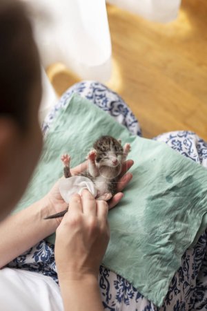 Téléchargez les photos : Détail des mains féminines massant le ventre des chatons orphelins pour stimuler ses selles comme une simulation du léchage de la mère chat afin de stimuler la miction et la défécation - en image libre de droit