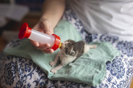 Téléchargez les photos : Femme tenant un chaton nouveau-né, le nourrissant au biberon avec une préparation pour bébés chats - en image libre de droit