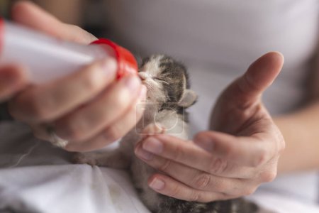 Téléchargez les photos : Femme tenant un beau petit chaton gris et blanc, le nourrissant au biberon avec une préparation pour bébé chat - en image libre de droit