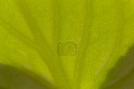 Téléchargez les photos : Macro détail de la nervosité des feuilles violettes africaines ensoleillées, fond de feuillage naturel avec texture de feuille verte - en image libre de droit