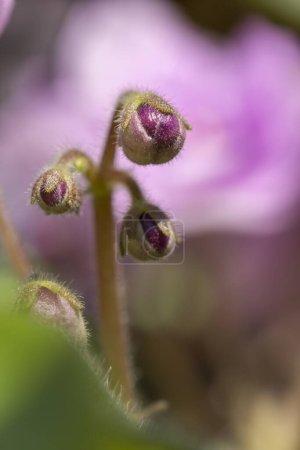 Téléchargez les photos : Détail des fleurs violettes africaines et des bourgeons violets ensoleillés violets ; gros plan du pot de fleurs des plantes d'intérieur - en image libre de droit