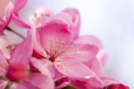 Foto de Fondo de flor de cerezo rosa primavera con espacio de copia; hermoso detalle de rama de árbol floreciente iluminado por el sol - Imagen libre de derechos