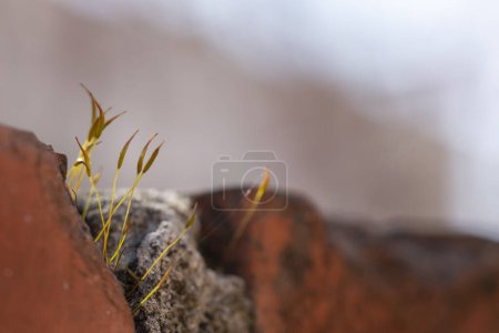 Foto de Primer plano de musgo iluminado por el sol que crece de una grieta en una valla de pared de ladrillo - Imagen libre de derechos