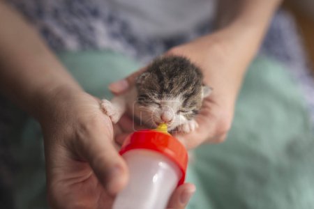 Photo for Woman bottle-feeding an orphan newborn kitten and holding it in her lap - Royalty Free Image