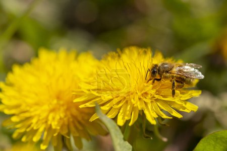Téléchargez les photos : Gros plan d'une abeille recueillant du pollen sur un pissenlit dans une prairie - en image libre de droit
