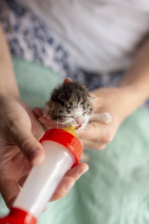 Téléchargez les photos : Mains féminines tenant un chaton nouveau-né orphelin, le nourrissant au biberon avec de la préparation pour bébés chats - en image libre de droit