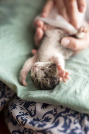 Téléchargez les photos : Détail des mains féminines massant le ventre des chatons orphelins pour stimuler ses selles comme une simulation du léchage de la mère chat afin de stimuler la miction et la défécation - en image libre de droit