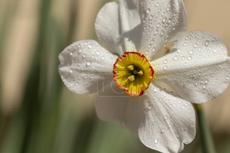 Téléchargez les photos : Gros plan de la belle fleur de Narcisse poétique ; détail de la fleur de jonquille rosée avec espace de copie - en image libre de droit