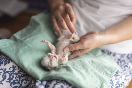 Photo for Detail of female hands massaging orphan kittens belly to stimulate its bowel movements as a simulation of mother cat's licking in order to stimulate urination and defecation - Royalty Free Image
