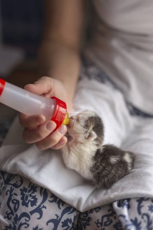 Foto de Mujer sosteniendo un gatito recién nacido huérfano en su regazo, alimentándolo con leche de fórmula de gato bebé - Imagen libre de derechos