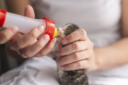 Foto de Manos femeninas sosteniendo un gatito recién nacido huérfano, alimentándolo con leche de fórmula de gato bebé - Imagen libre de derechos