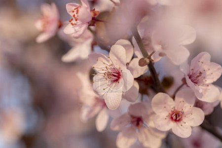 Téléchargez les photos : Fond fleuri printanier avec espace de copie ; beau détail de branche d'arbre fleuri ensoleillé - en image libre de droit