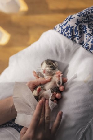 Foto de Detalle de manos femeninas masajeando gatitos huérfanos del vientre para estimular sus movimientos intestinales como una simulación de la lamida del gato madre con el fin de estimular la micción y la defecación - Imagen libre de derechos