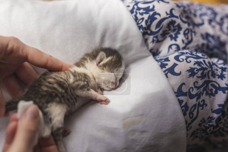 Photo for Detail of female hands massaging orphan kittens belly to stimulate its bowel movements as a simulation of mother cat's licking in order to stimulate urination and defecation - Royalty Free Image