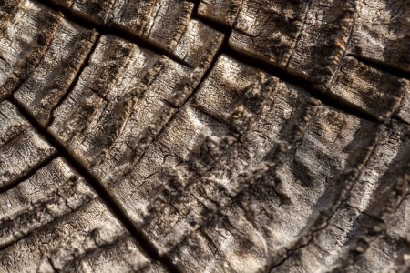 Téléchargez les photos : Macro vue du dessus détail de la texture vieux tronc d'arbre avec des anneaux de croissance - en image libre de droit