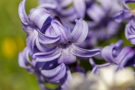 Téléchargez les photos : Gros plan de belles fleurs de jacinthe fraîche pourpre poussant dans un jardin - en image libre de droit