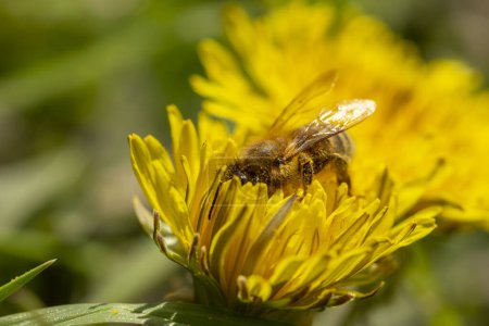Téléchargez les photos : Macro détail d'une abeille recueillant le pollen de la fleur de pissenlit sur prairie à fleurs printanières - en image libre de droit
