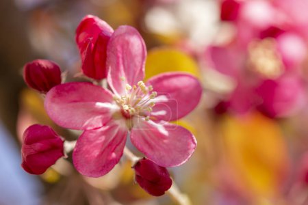 Foto de Detalle de una ramita con hermosas flores y brotes rosados de primavera; imagen macro del árbol en flor - Imagen libre de derechos