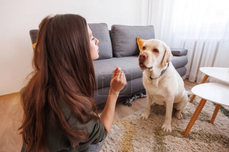 Photo for Beautiful young woman spending leisure time at home with her pet, Labrador dog, teaching him tricks and giving him treats - Royalty Free Image