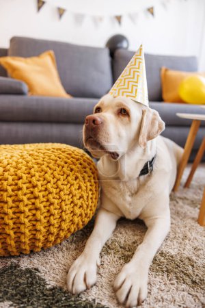 Foto de Hermoso perro labrador tumbado en el suelo con sombrero de fiesta celebrando cumpleaños en su casa propietaria - Imagen libre de derechos