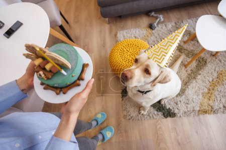 Foto de Vista de ángulo alto de la mujer que tiene una fiesta de cumpleaños para su perro mascota, llevándole un pastel de cumpleaños - Imagen libre de derechos