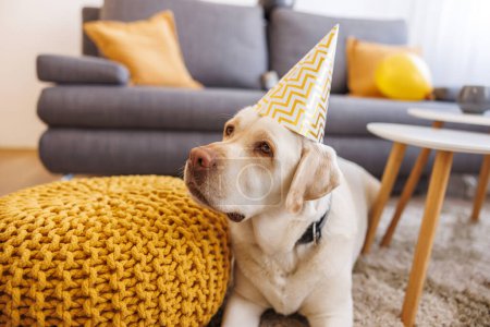 Foto de Hermoso perro labrador tumbado en el suelo con sombrero de fiesta celebrando cumpleaños en su casa propietaria - Imagen libre de derechos