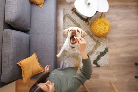 Foto de Vista superior de la mujer que pasa el tiempo libre en casa relajándose y jugando con su mascota, hermoso perro Labrador, entrenándolo, enseñándole trucos y gratificante con golosinas - Imagen libre de derechos