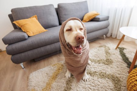 Téléchargez les photos : Beau chien Labrador drôle assis sur le sol du salon enveloppé dans une serviette après le bain - en image libre de droit