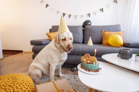 Foto de Adorable perro labrador con sombrero de fiesta mirando su pastel de cumpleaños - celebrando el cumpleaños de su mascota en casa - Imagen libre de derechos